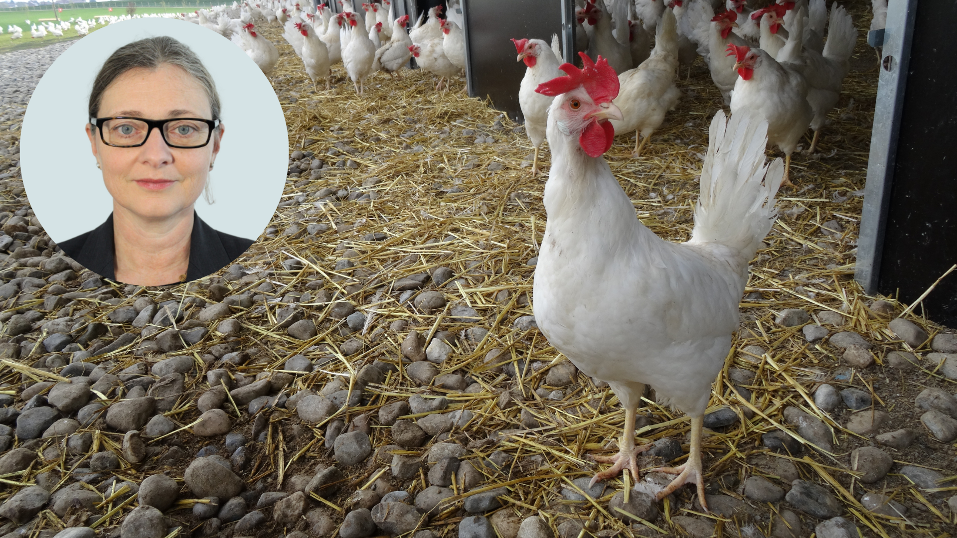 Des mesures préventives pour faire face à la grippe aviaire